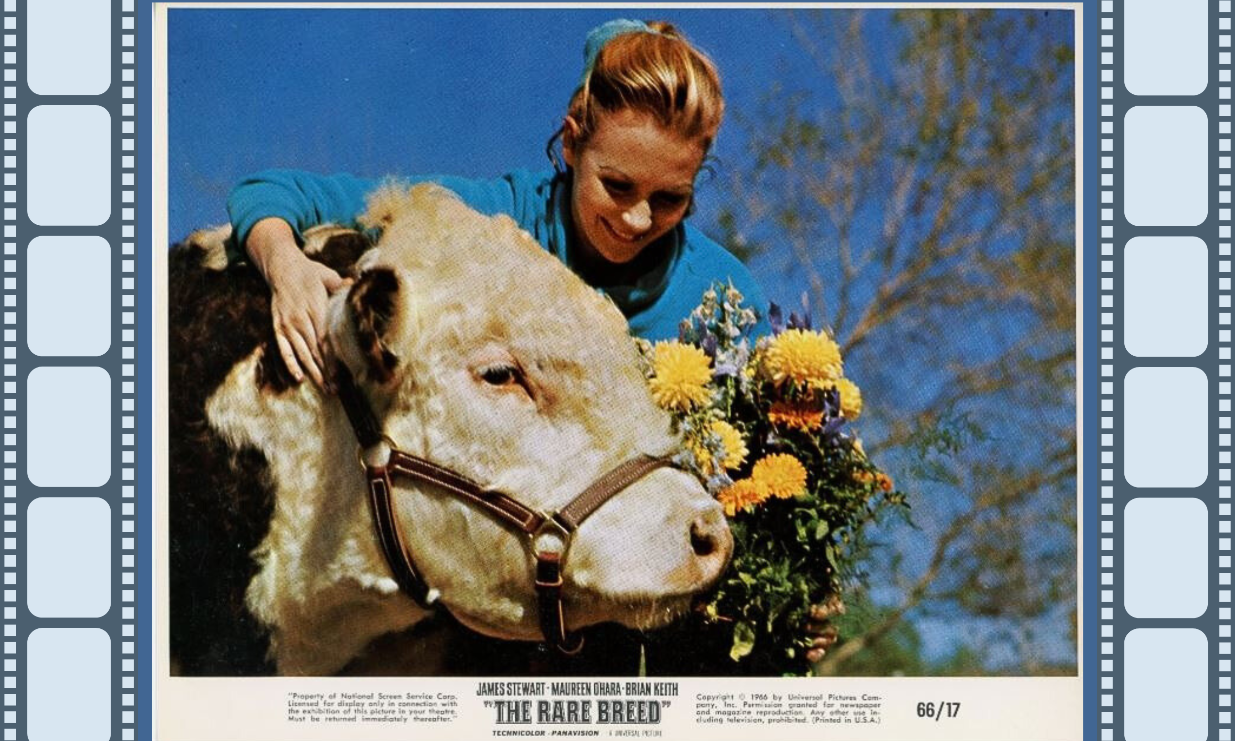Lobby Poster for The Rare Breed